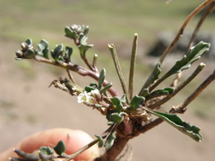 Weberbauera spathulifolia