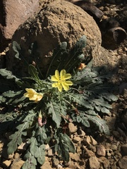 Oenothera primiveris