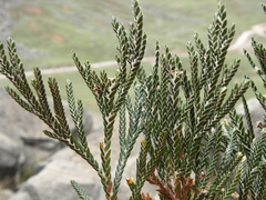 Andicolea ferruginea