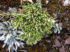 Arenaria alpamarcae
