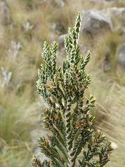 Andicolea ferruginea