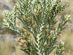 Andicolea ferruginea