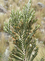 Andicolea ferruginea