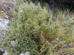 Andicolea thyrsoidea