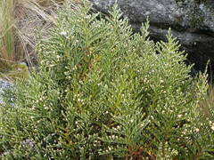 Andicolea thyrsoidea