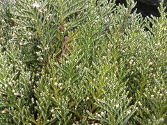 Andicolea thyrsoidea