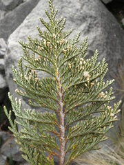 Andicolea thyrsoidea