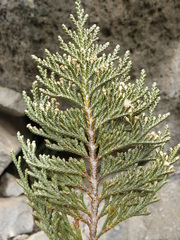 Andicolea thyrsoidea
