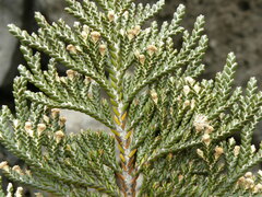 Andicolea thyrsoidea