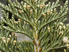 Andicolea thyrsoidea