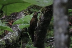 Xiphocolaptes promeropirhynchus