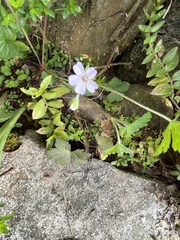Geranium nepalense