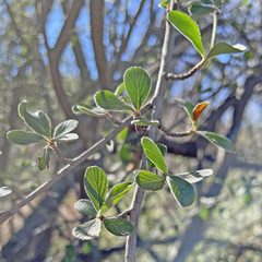 Cercocarpus betuloides
