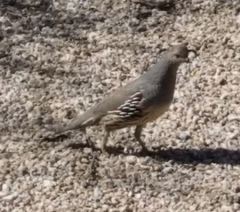 Callipepla gambelii