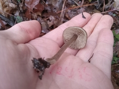 Entoloma holoconiotum