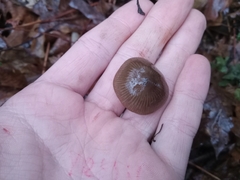 Entoloma holoconiotum