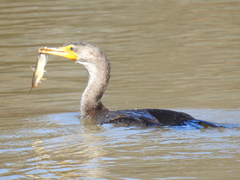 Siluriformes