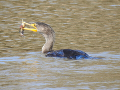 Siluriformes