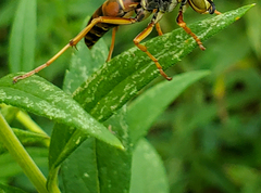 Microtechnites bractatus