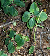 Peperomia leptostachya