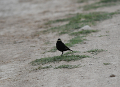 Hymenops perspicillatus