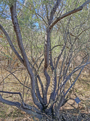 Cercocarpus betuloides