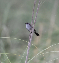 Serpophaga nigricans