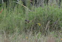 Donacospiza albifrons
