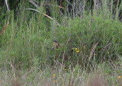 Donacospiza albifrons