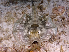 Urobatis jamaicensis