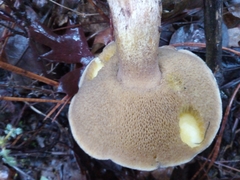 Suillus fuscotomentosus