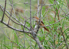 Limnoctites rectirostris