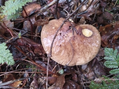 Suillus fuscotomentosus