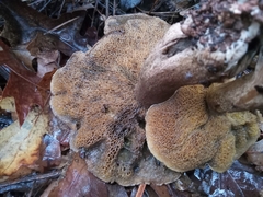 Suillus fuscotomentosus
