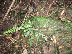 Blechnum chambersii