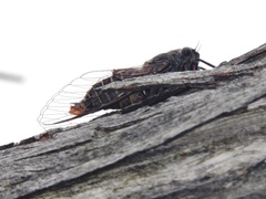 Atrapsalta encaustica