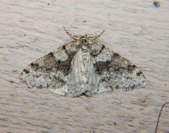 Phigalia denticulata