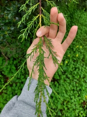 Cupressus lusitanica