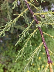Cupressus lusitanica