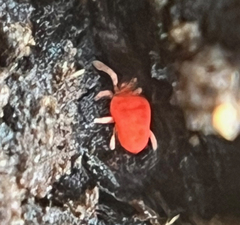 Microtrombidiidae
