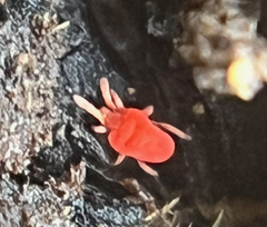 Microtrombidiidae