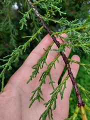 Cupressus lusitanica