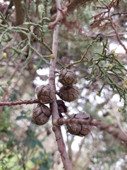 Cupressus lusitanica