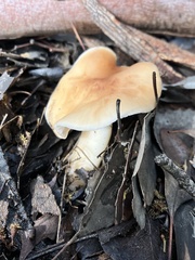 Lactarius alnicola