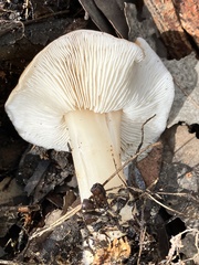 Lactarius alnicola