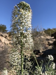 Thelypodium texanum