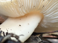 Lactarius alnicola