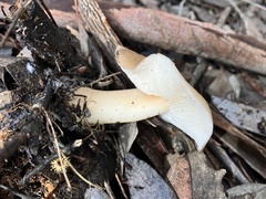 Lactarius alnicola