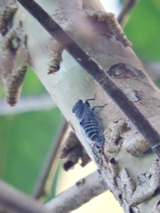 Atrapsalta corticina