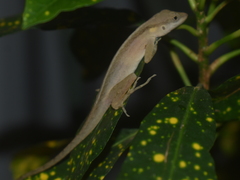 Anolis gaigei
